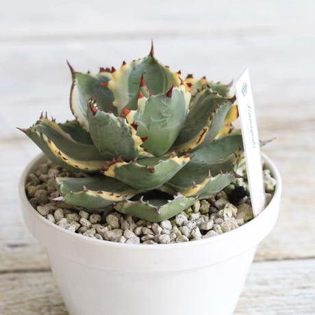 Agave 王妃カブトガニ錦