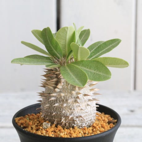 パキポディウムデンシカウレ恵比寿大黒 | STORES