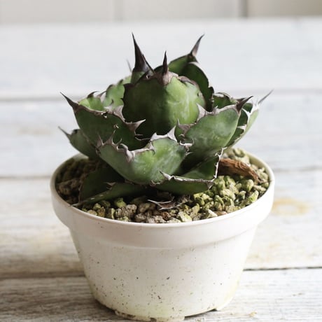 Agave ブラック＆ブルー