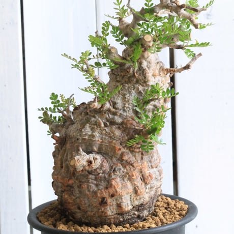 CATEGORY オペルクリカリア | hanayoshi-botanical CATEGORY オペルクリカリア | hanayoshi-botanical