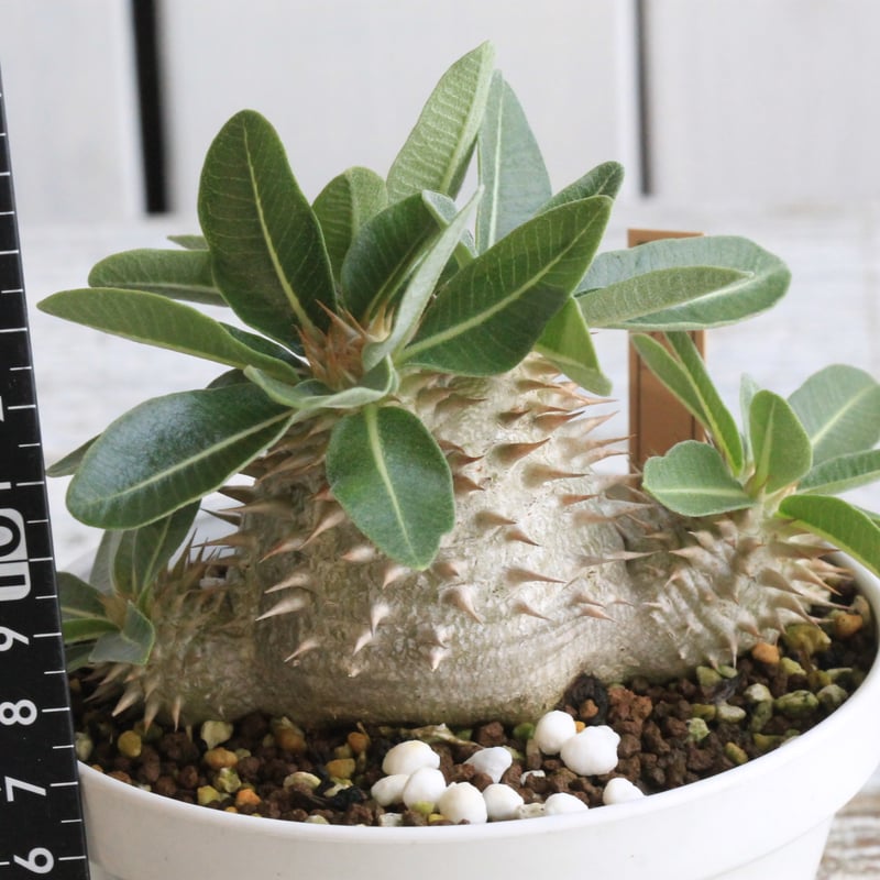 パキポディウム タッキー大黒×タッキー① | hanayoshi-botanical