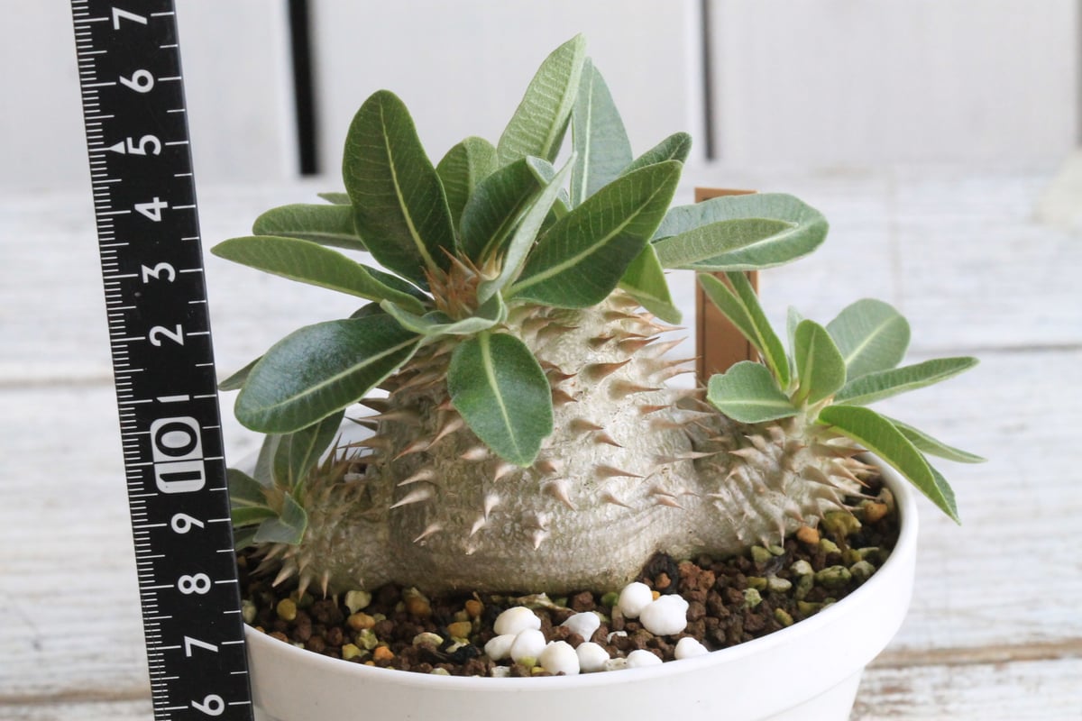 パキポディウムタッキー パキポディウム タッキー大黒×タッキー① | hanayoshi-botanical