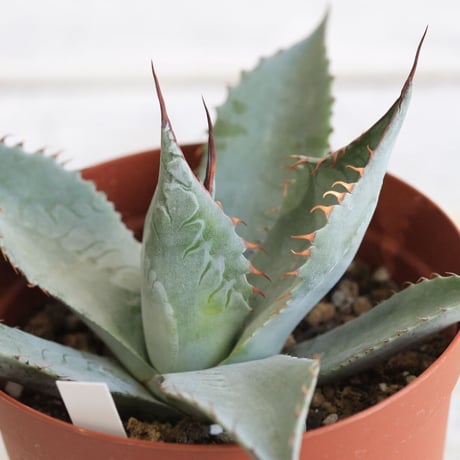 Agave パラサナ
