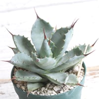 サンキング① 笹の雪 楽天市場】【現品・現物】アガベ 笹の雪 ワイドリーフ 8号 N8番