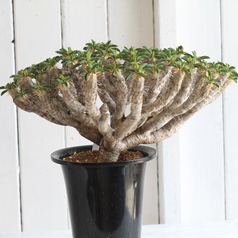 ユーフォルビア ギラウミニアナ実生① 塊根植物 パキプス グラキリスコーデックス M*a様 ユーフォルビア ギラウミニアナ実生① 塊根植物 パキプス