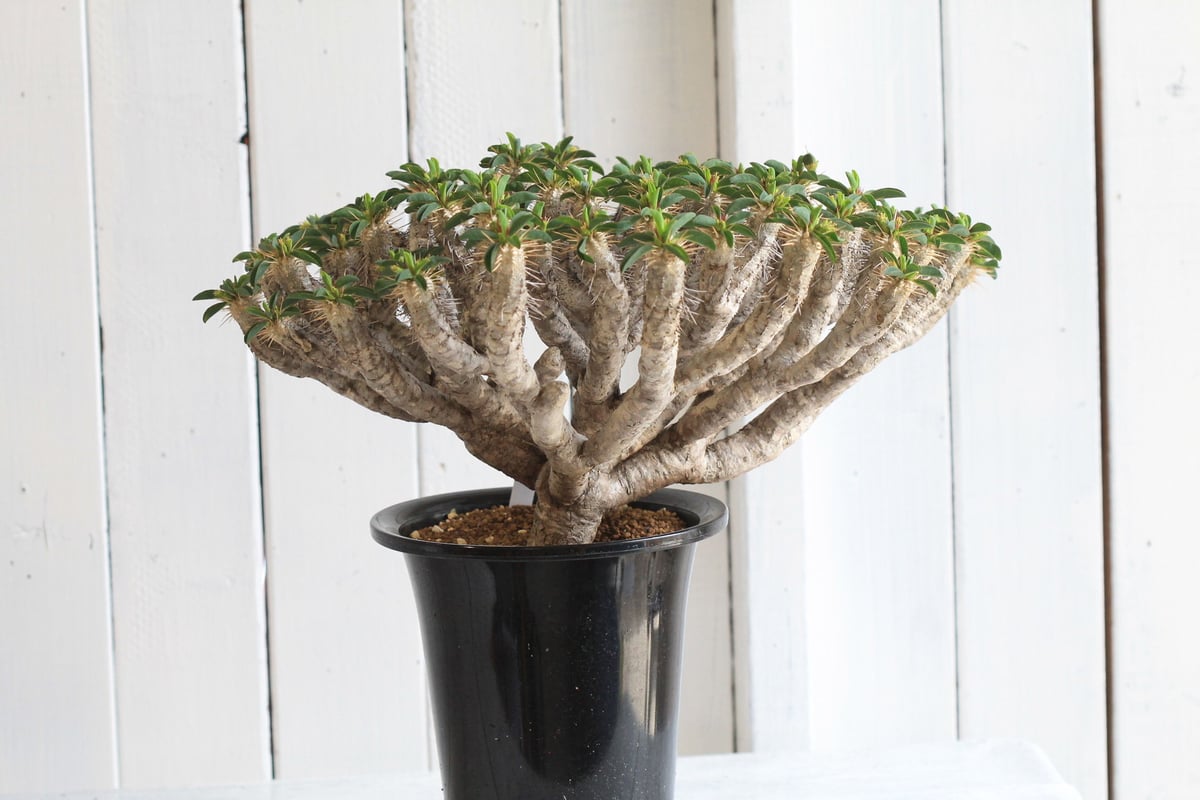 Euphorbia guillauminiana ギラウミニアナ | hanayoshi-bo