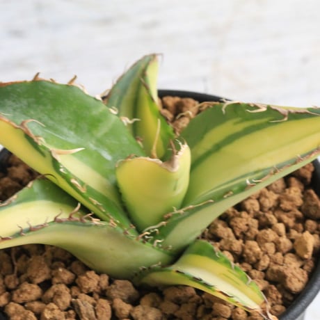 アガベ　チタノタ錦