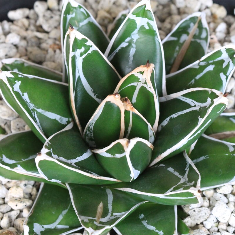 アガベ 笹の雪 NO.50 | hanayoshi-botanical