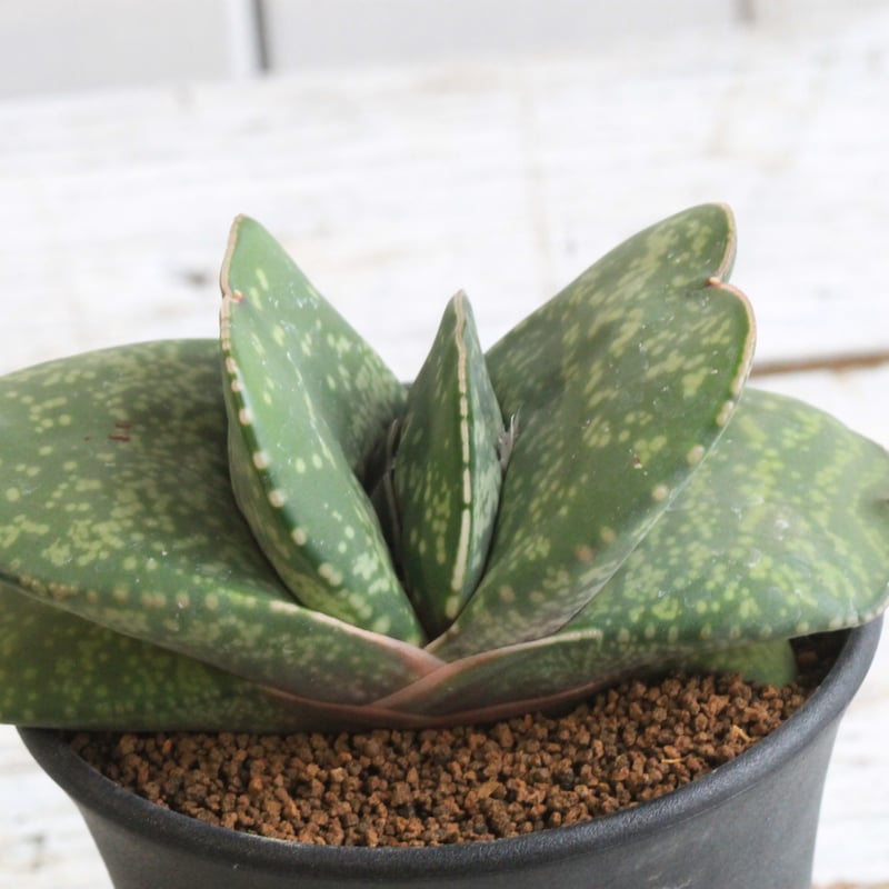 ガステリア 恐竜④ | hanayoshi-botanical