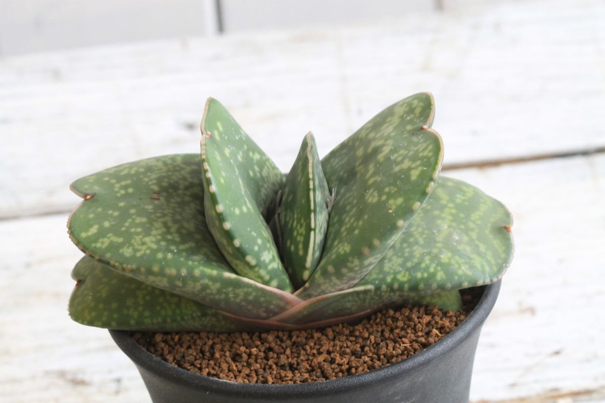 ガステリア 恐竜④ | hanayoshi-botanical