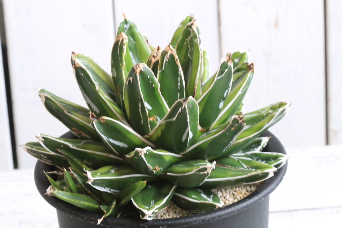 笹の雪　輝山　アカベ　鉢付き アガベ 笹の雪 輝山 | hanayoshi-botanical