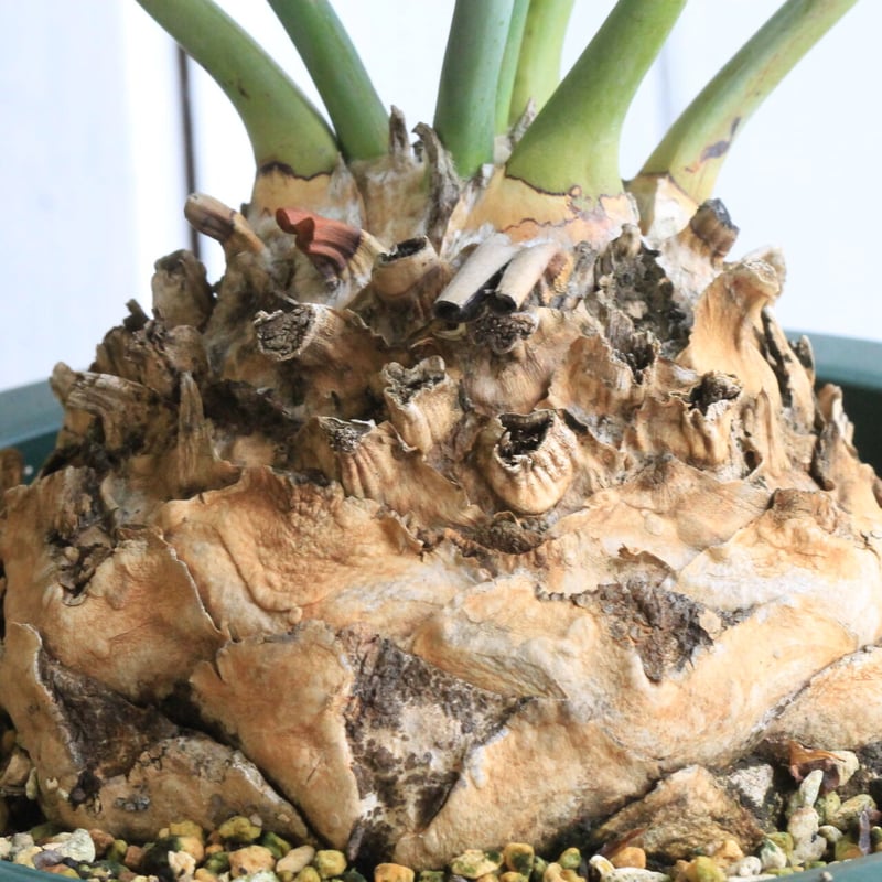 エンセファラルトス ホリダス | hanayoshi-botanical