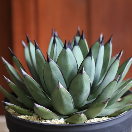 agave ロイヤルスピン