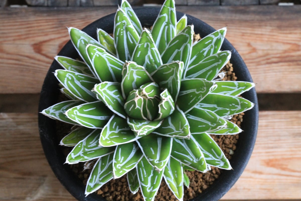 特選　アガベ　姫笹の雪 アガベ 特選笹の雪（小嶌） | hanayoshi-botanical