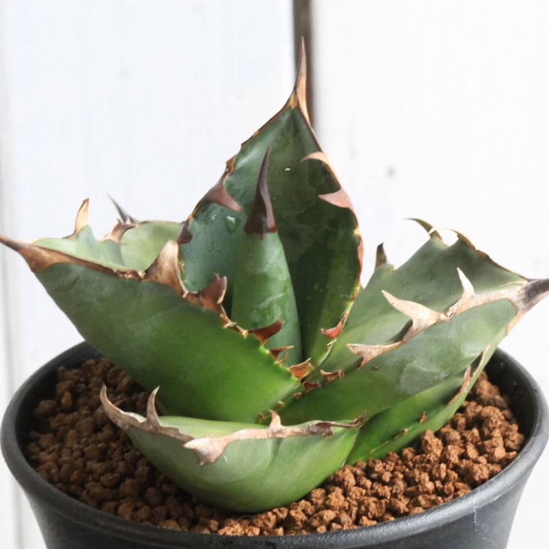 超特大　アガベ　チタノタ　胴切り　大きいアガベ 植物 How to Easily Propagate Your Favorite Agave | Trunk Cutting