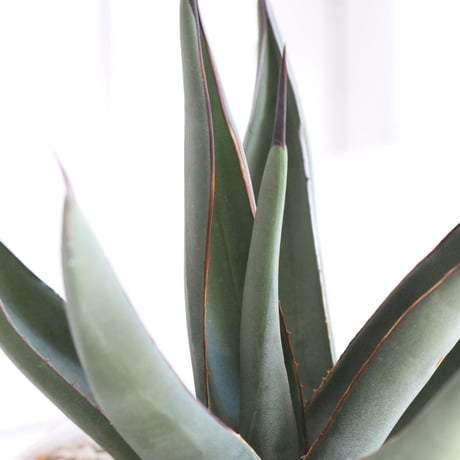 Agave　シャークスキン