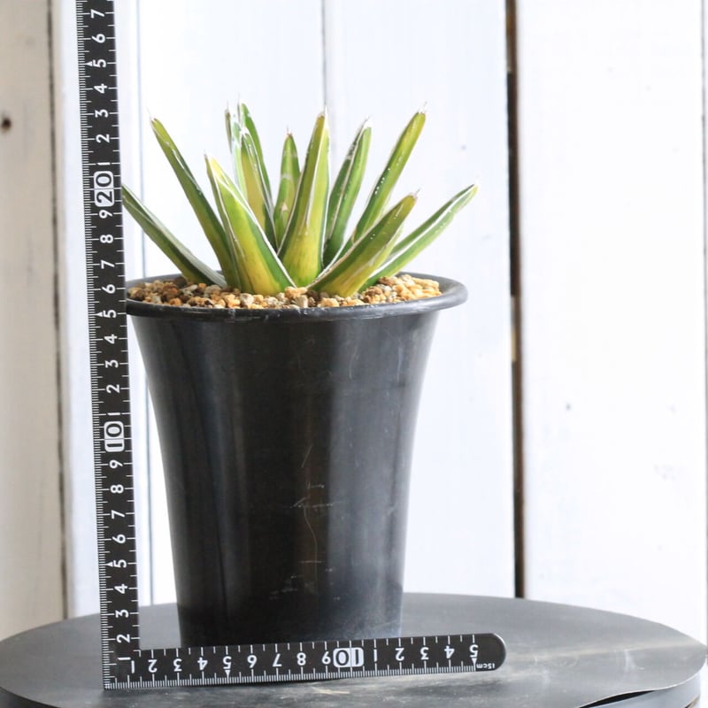 アガベ 笹の雪錦（鮮中斑） | hanayoshi-botanical