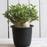 コミフォラ カタフ ターカネンシス 現地球① | hanayoshi-botanical