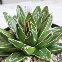 アガベ マクロアカンサ錦 | hanayoshi-botanical
