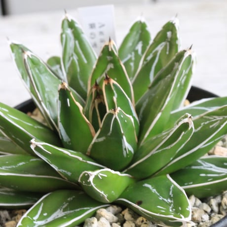 CATEGORY ビクトリアレジーナエ 笹の雪 | hanayoshi-botanical