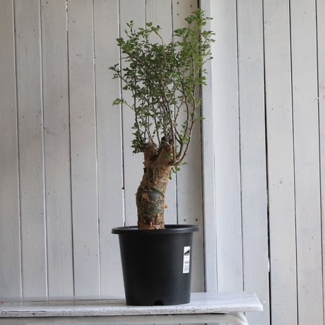 Bursera ファガロイデス
