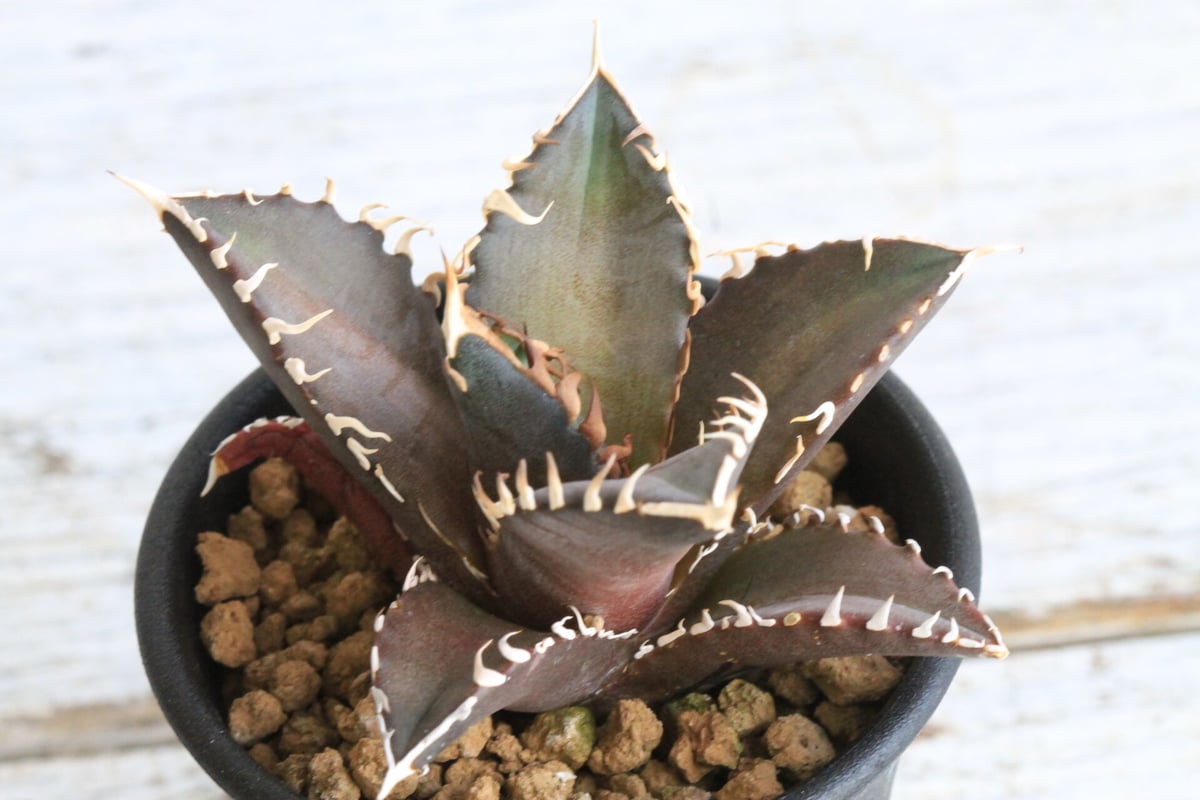 初出品【速達発送】②希少　選抜　サイズ大　アガベ　チタノタ　赤猫錦　TC アガベ チタノタ レッドキャットウィーズル 赤猫 | hanayoshi