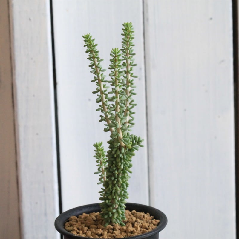 現品】ケラリア・ナマクエンシス 6号 X64番 ケラリア