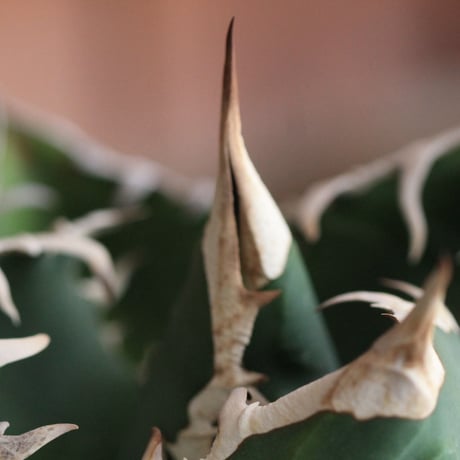 Agave　チタノータ　ホワイトシャーク（選抜）