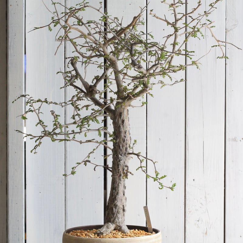 オペルクリカア　デカリー　大株　約130cm オペルクリカリア：デカリー 4.5号鉢植え25-02 の通販 | 園芸ネット