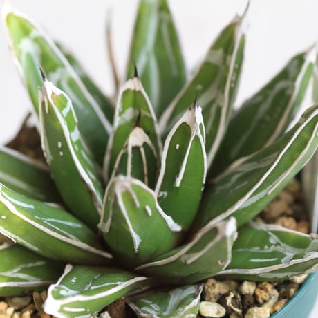 Agave 児玉姫笹の雪