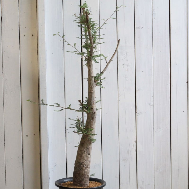 オペルクリカリア　ヒファエノイデス オペルクリカリア ヒファエノイデス | GREEN LUCK