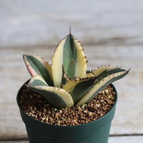 Agave titanota スナグルトゥース