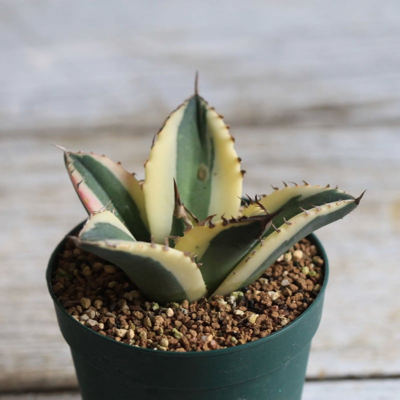Agave titanota スナグルトゥース | hanayoshi-botanical