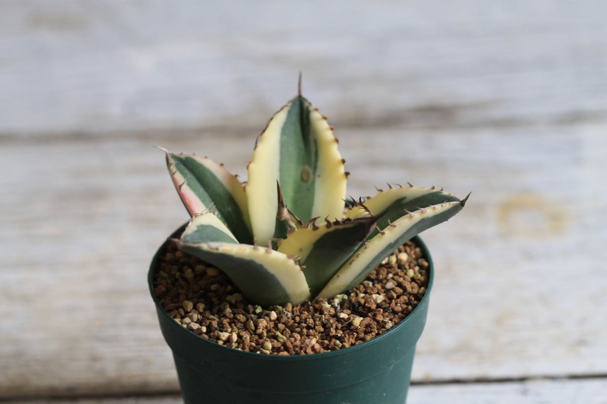 Agave titanota スナグルトゥース | hanayoshi-botanical