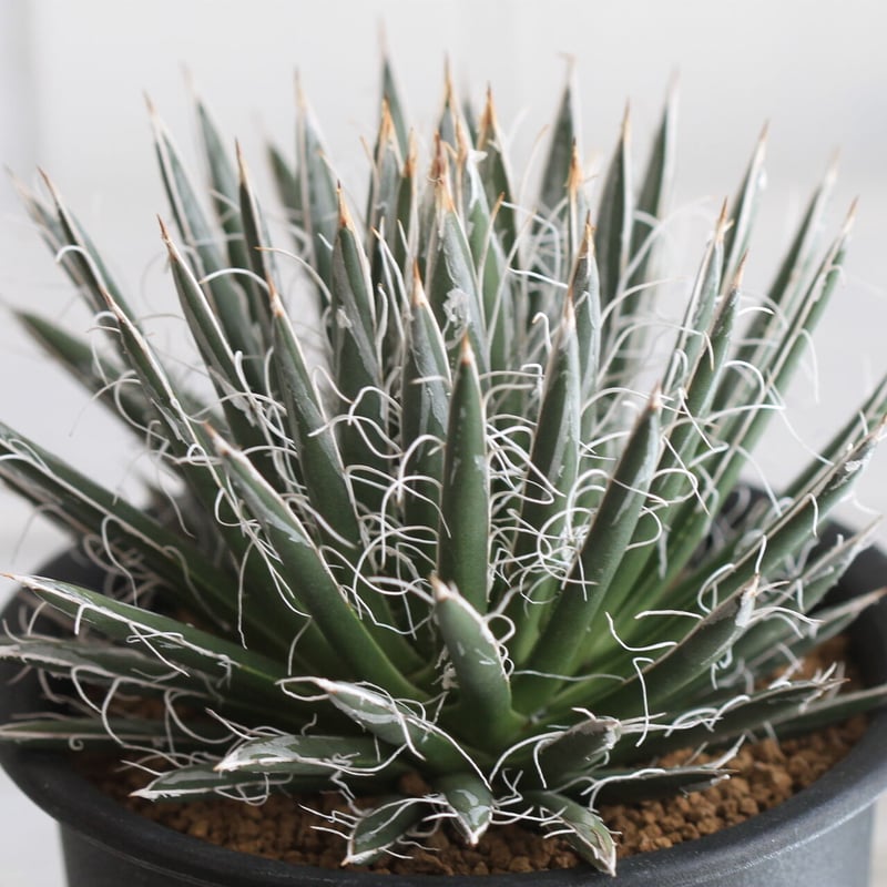 Agave 姫乱れ雪 | hanayoshi-botanical Agave 姫乱れ雪 | hanayoshi-botanical