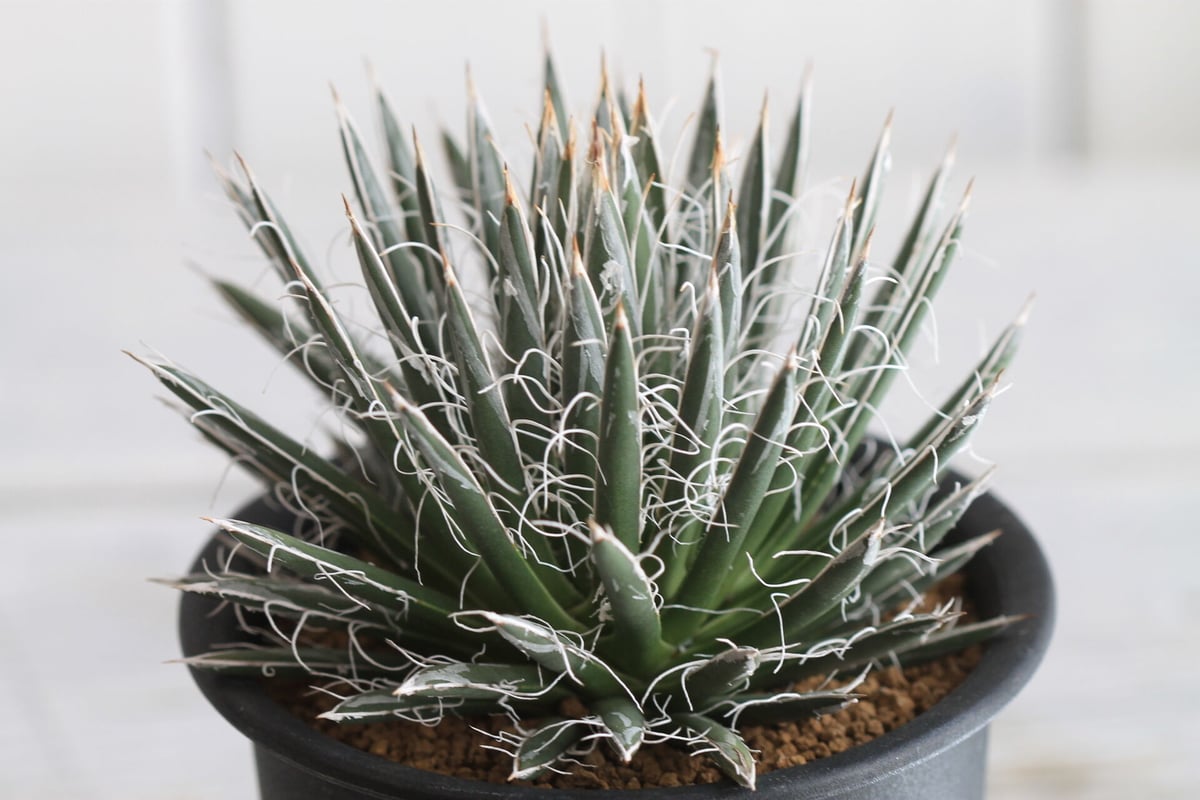 Agave 姫乱れ雪 | hanayoshi-botanical