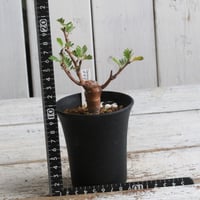 パキポディウム イノピナツム 実生 | hanayoshi-botanical