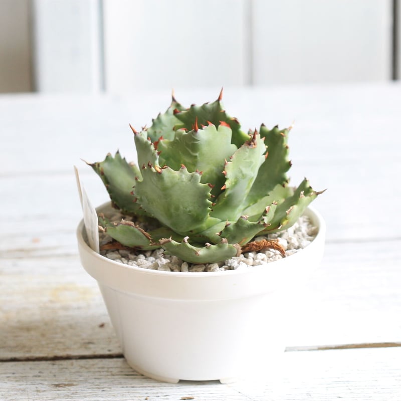 ドラゴンテゥース　カブトガニ　アガベ　ハイブリット　2枚目子株販売 ドラゴンテゥース カブトガニ アガベ ハイブリット 2枚目子株販売