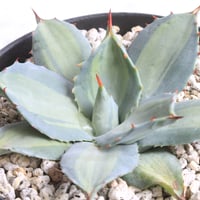 アガベ　パリー　吉祥天　約30センチ❗ アガベ パリー 吉祥天 | hanayoshi-botanical