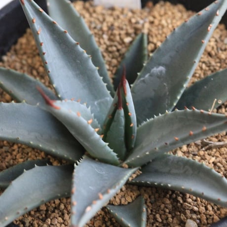 ユタエンシスネバデンシス | STORES