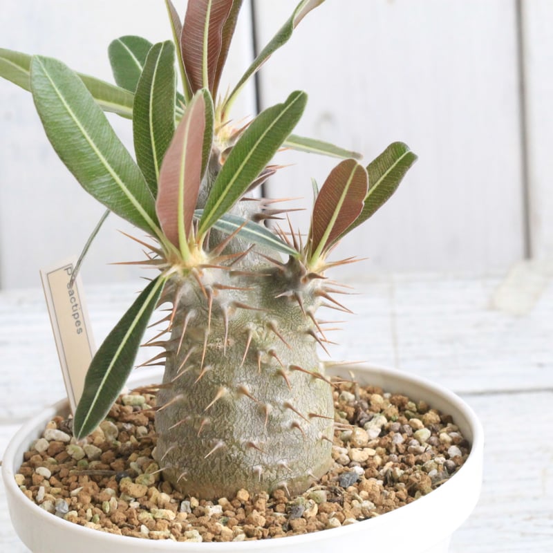 パキポディウム　カクチペス　エブレネウム パキポディウム エブレネウム / Pachypodium eburneum #1 | Duck