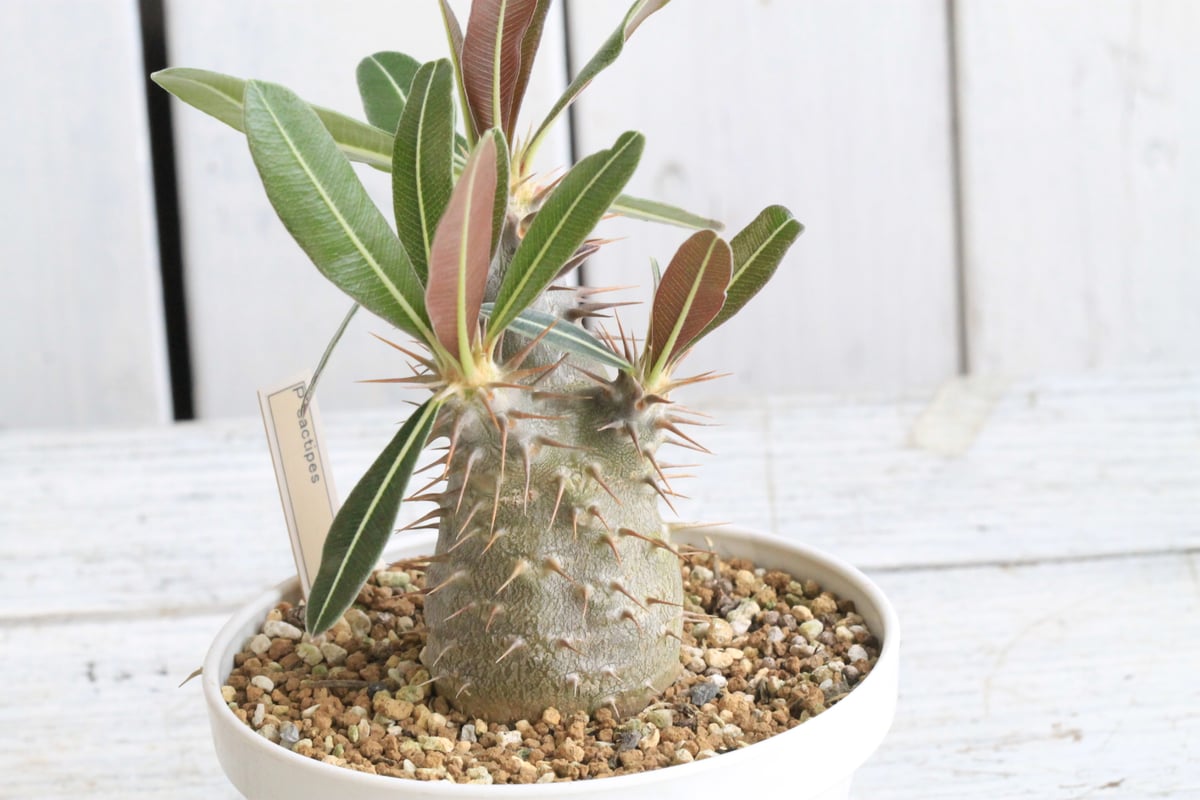 パキポディウム カクチペス 実生 ① | hanayoshi-botanical