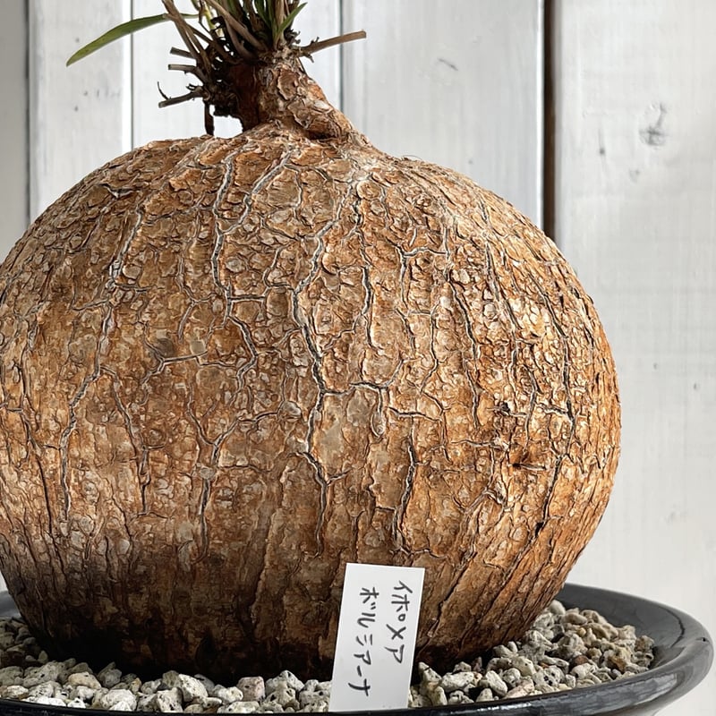 イポメア ボルシアーナ | hanayoshi-botanical