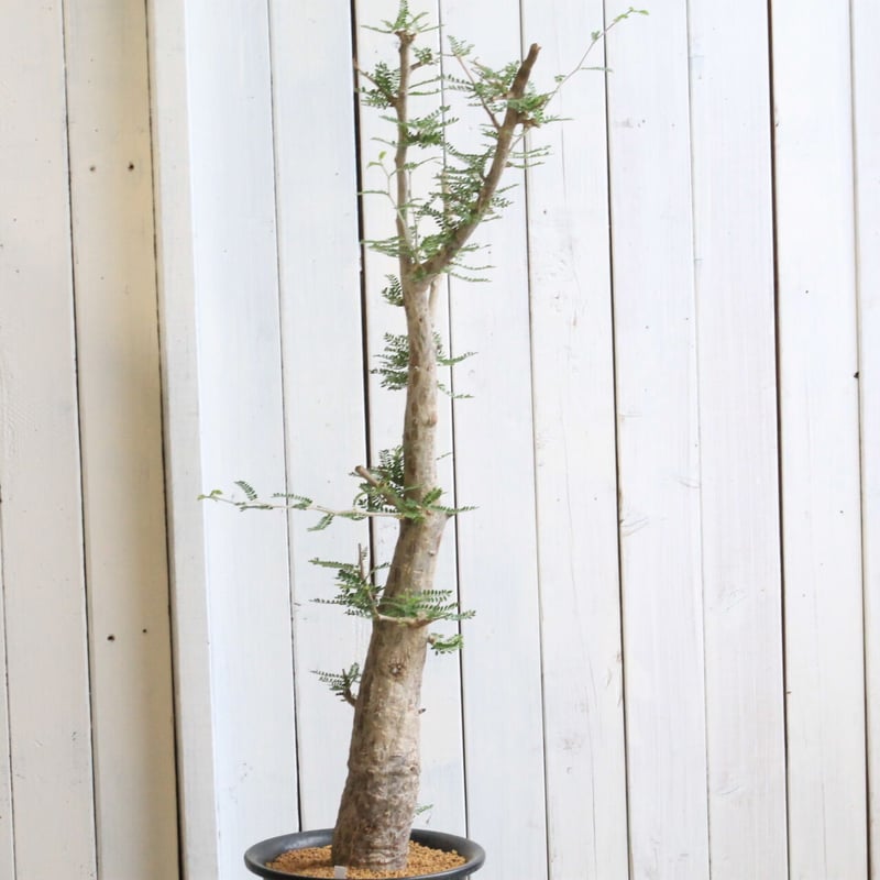 オペルクリカリア ヒファエノイデス | hanayoshi-botanical