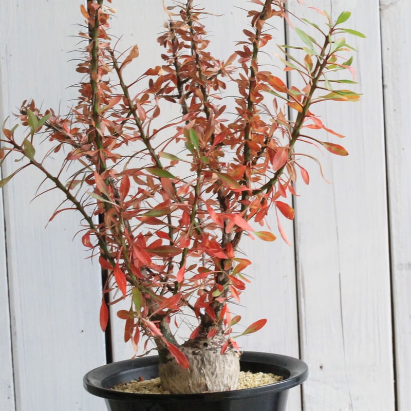 フォークイエリア ファシクラータ | hanayoshi-botanical