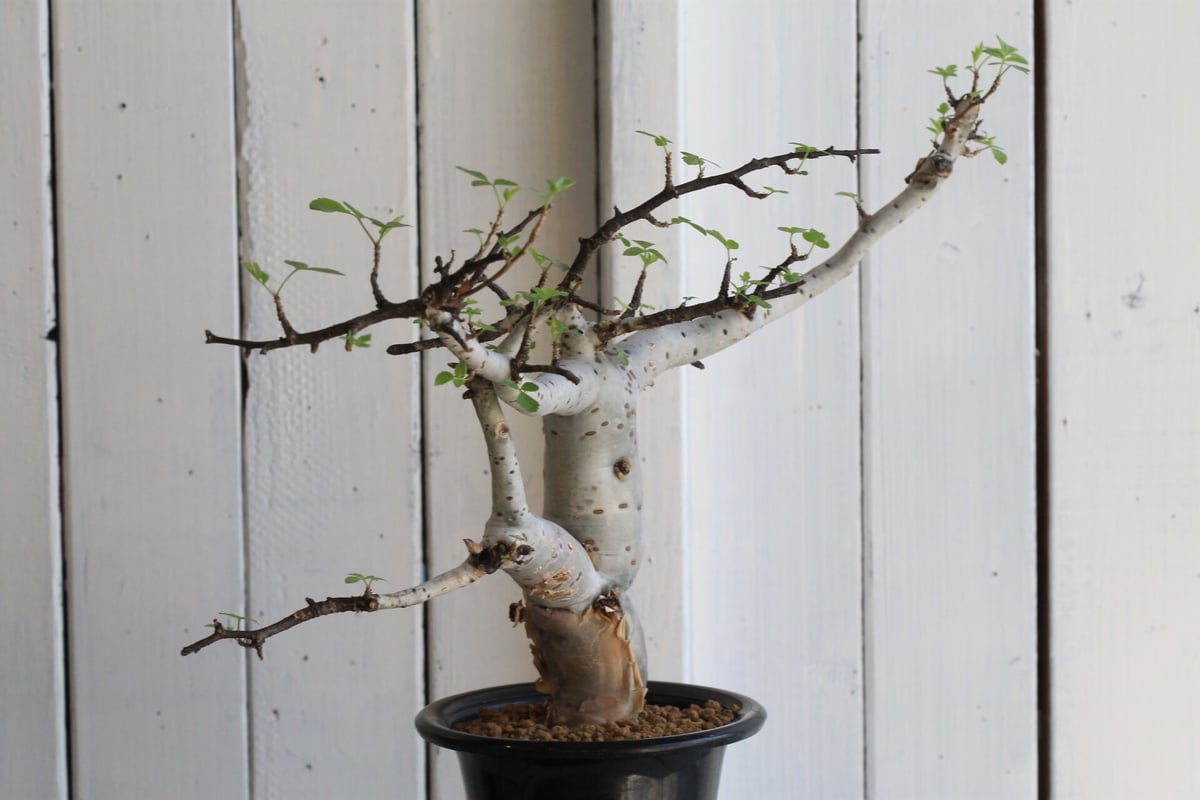 ブルセラ ファガロイデス | hanayoshi-botanical ブルセラ ファガロイデス | hanayoshi-botanical