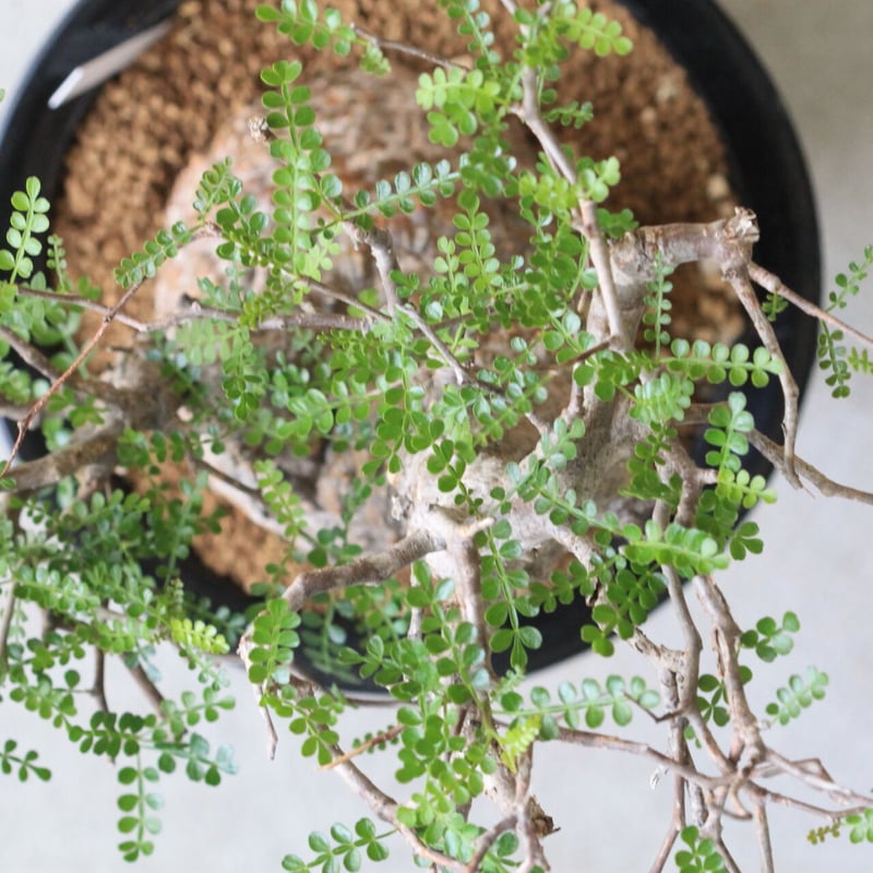 オペルクカリア パキプス | hanayoshi-botanical