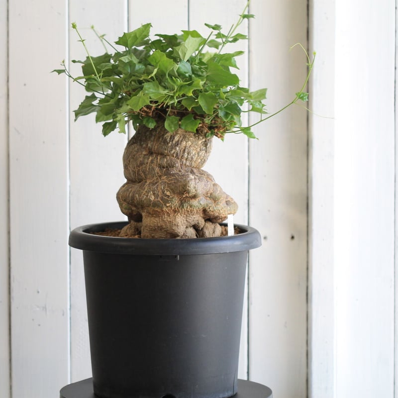 ゲラルダンサス マクロザリス | hanayoshi-botanical