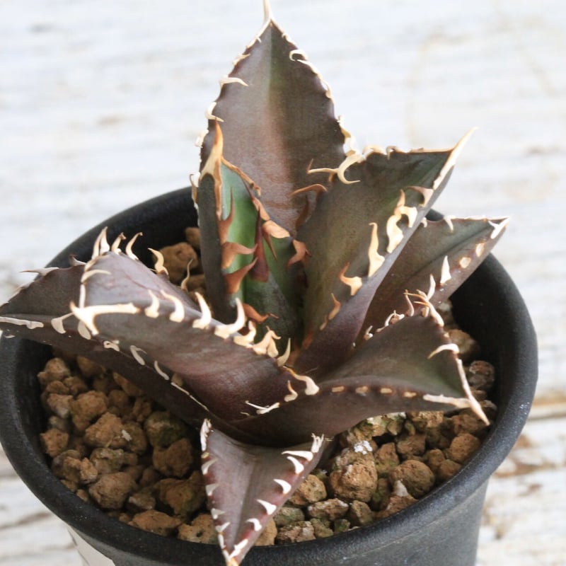 アガベ チタノタ レッドキャットウィーズル 赤猫 | hanayoshi-botanical