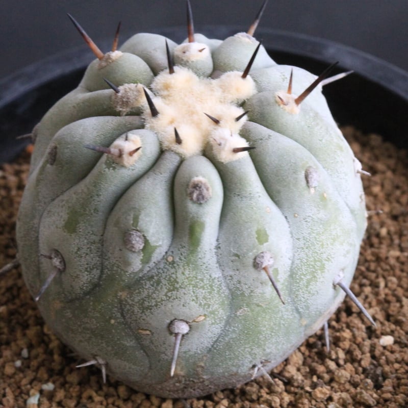 ア*エ様 コピアポア　シネレア　黒王丸　強棘① コピアポア シネレア 黒王丸（一本刺) | hanayoshi-botanical